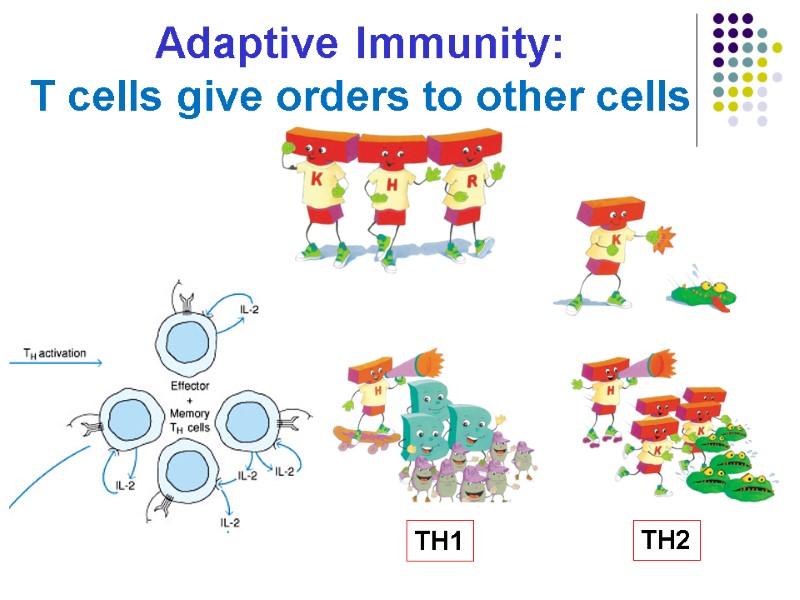 Adaptive Immunity: T cells give orders to other cells TH1 TH2